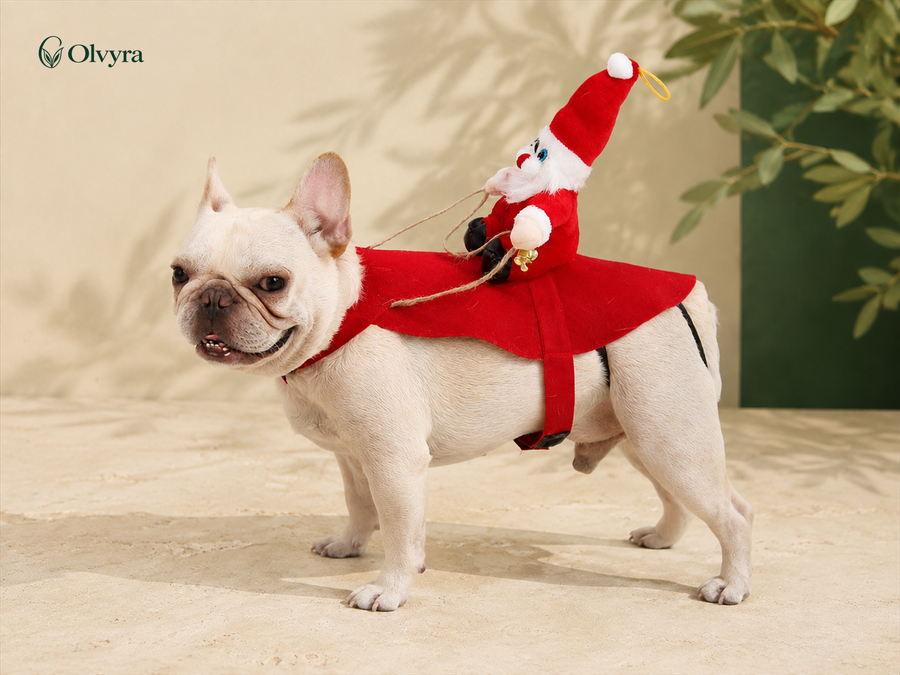 Costume de Noël pour chien Olvyra — Père Noël sur le dos.